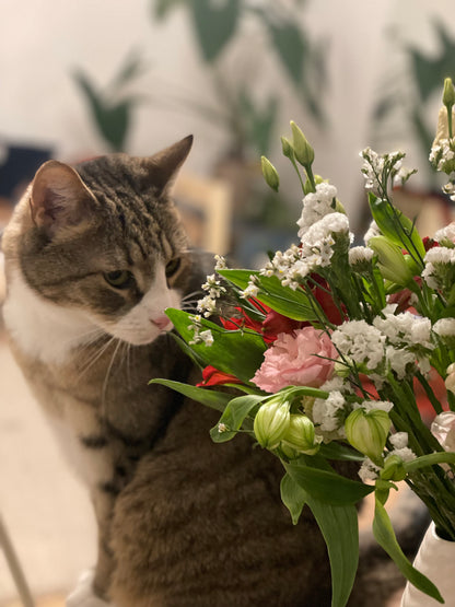 Cat-friendly clipping bundle from