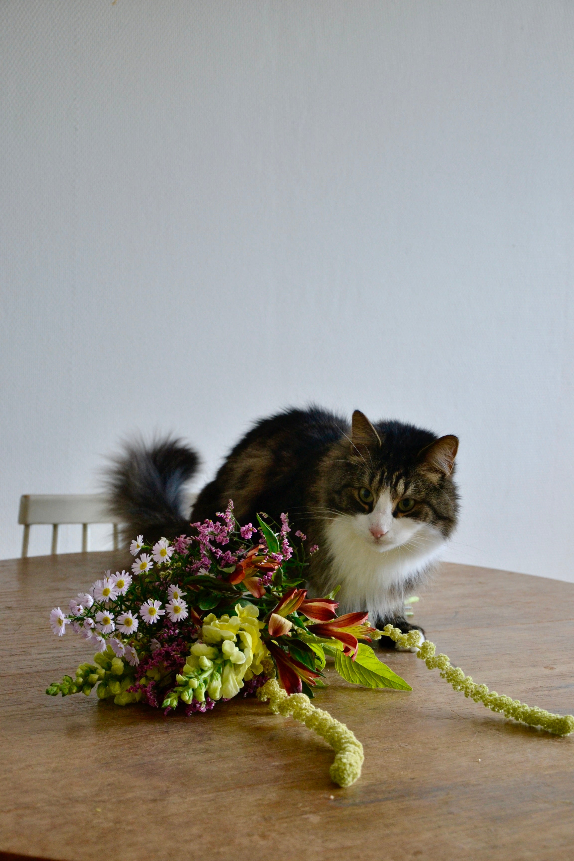 Cat-friendly cut flower bouquet from